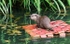 Slimbridge-6