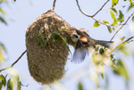 Penduline Tit