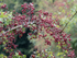 10th Sept Hawthorn Berries
