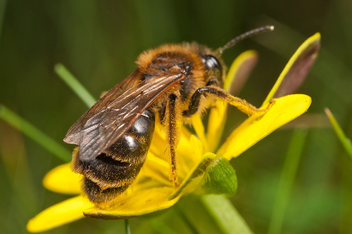 [i]Andrena carantonica[/i] with a female Stylops fly protruding between the abdominal tergites.