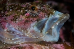 Taurulus bubalis