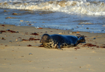 Atlantic Grey Seal