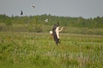White Stork