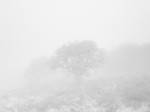 Into the Woods - Dartmoor