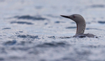 RED THROATED DIVER 40