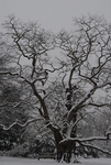 Winter Outline