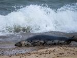 Atlantic Grey Seal