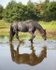 friesians 101-53