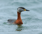 Red-necked Grebe, Farmoor Reservoir