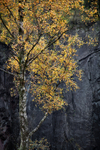 Quarry Beech Tree