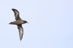 Flying Sooty Shearwater showing underwings, South Africa