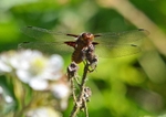 Four-spotted Chaser