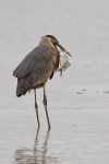 Great Blue Heron & Fish