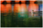 Water Colour Grebe 