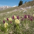 Elderflower Orchid (Dactylorhiza sambucina)