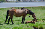 Ponies and foals at Stanpit Marsh - 3
