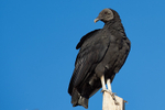 Black Vulture