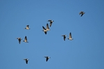 Barnacle Geese