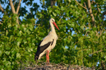 White Stork