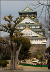 Japan Osaka castle and tree