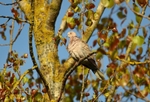 Collared Dove