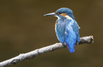 Juv Female Kingfisher