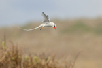 Red-billed Tropicbird portfolio