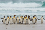 King Penguins on the Beach