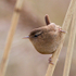 Wren perched on a reed stem at Otmoor