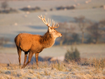 Red Deer Stag