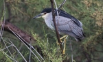 Night Heron.