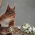 Red Squirrel