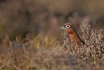 Red Grouse - Lagopus lagopus