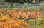 Deer Bushy Park 0918422