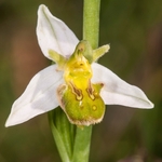 Bee Orchid variety (Ophrys apifera var chlorantha)