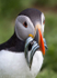 Skomer Puffin