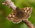 Dingy Skipper