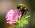 Busy Bee