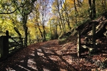 1  Autumn Kilminorth Woods