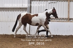 BPP_0816