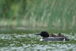 Sleepy Common Loon chicks riding on parent's back, Minnesota, USA
