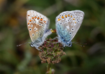 Common Blue