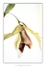 Coelogyne speciosa 3