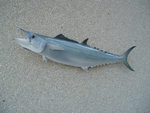 KINGFISH-C. ROBERTSON