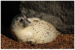 Pebble Dashed Seal