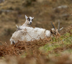 WELSH MOUNTAIN GOATS