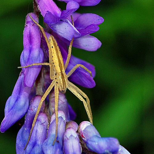 A Slender Crab Spider(Tibellus)awaits an unsuspecting bug to land on it's flowery trap.