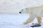 Polar Bear passes by close, Churchill, Canada