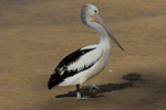 Single Pelican standing 2. 0A3A6335