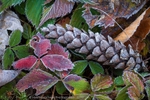 Cones and Frost